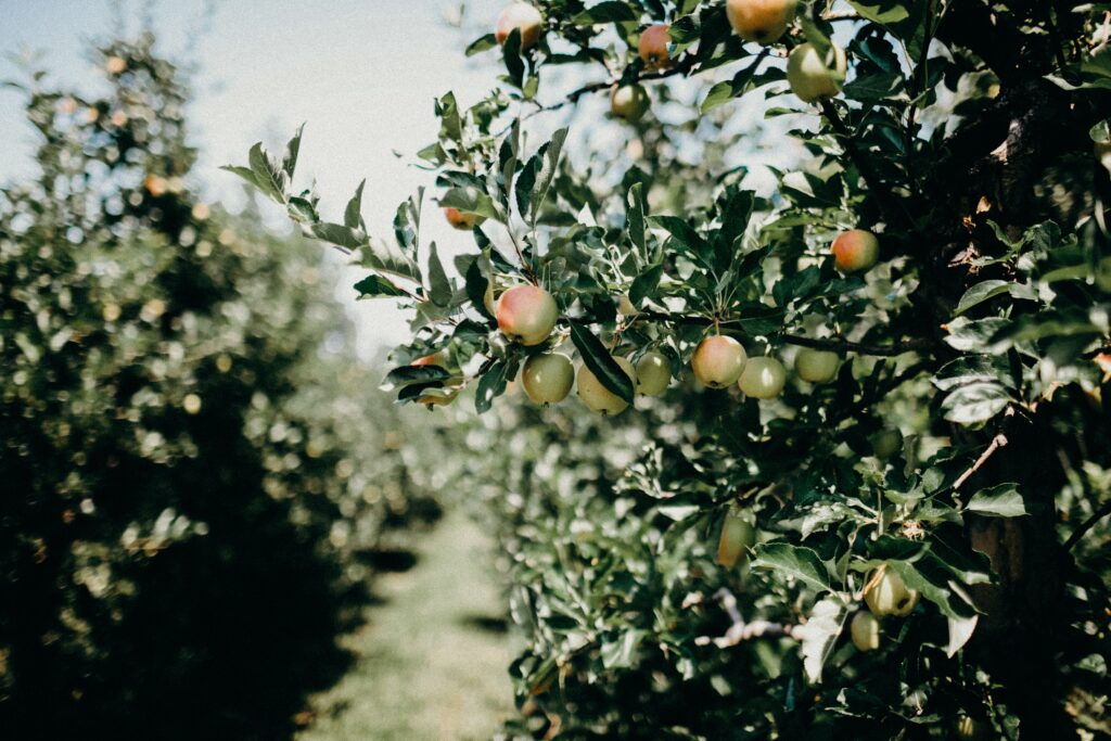 Apple Orchard