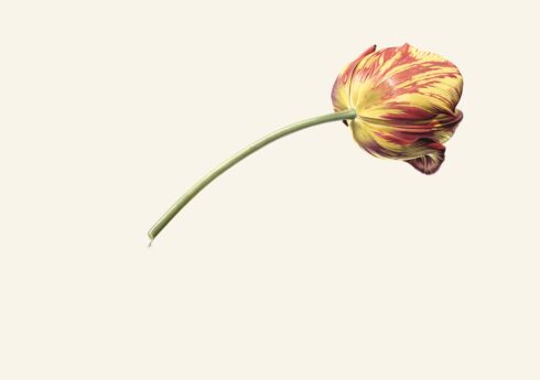 Tulip (Red and Yellow) 1976 - Rory McEwen