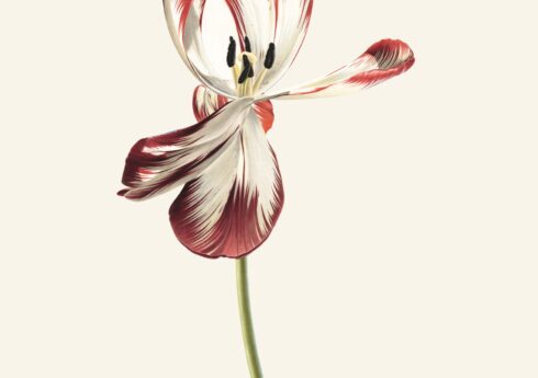 Dying Tulip, Rory McEwen
Private collection