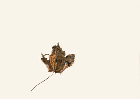 Sycamore leaf (1973), Rory McEwen
Private collection