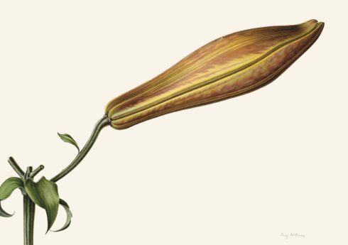Lily Bud (1981), Rory McEwen
Estate of Rory McEwen