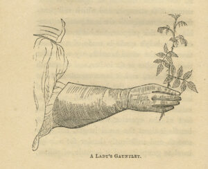 A hatched hand-drawn illustration of a forearm and hand holding foliage, captioned "A Lady's Gauntlet"
