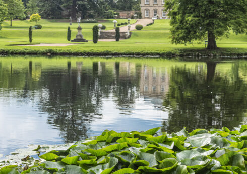 Nymphaea cv (waterlily) growing in the Great Basin with view to the main lawn and Melbourne Hall
