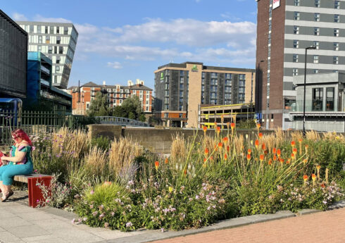 Spiky colourful xeric planting within the Grey to Green Sustainable Urban Drainage Scheme, Sheffield, UK including drought-tolerant species such as Knifofia, “Red hot pokers”. There is evidence that with increasing exposure to initially unfamiliar plant traits, people become more accepting and appreciative overtime (Hoyle, 2015).
Photograph by Helen Hoyle
