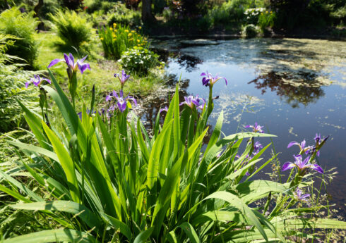 Purple irises by the pond at Hare Hill, Cheshire