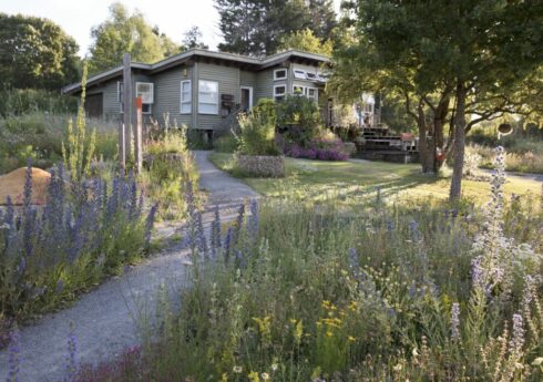 John Little Garden and main house
Vipers bugloss – Echium vulgare
Dark Mullein – Verbascum nigrum
Ox eye daisy – Leucanthemum vulgare
Everlasting pea – Lathyrus latifolius